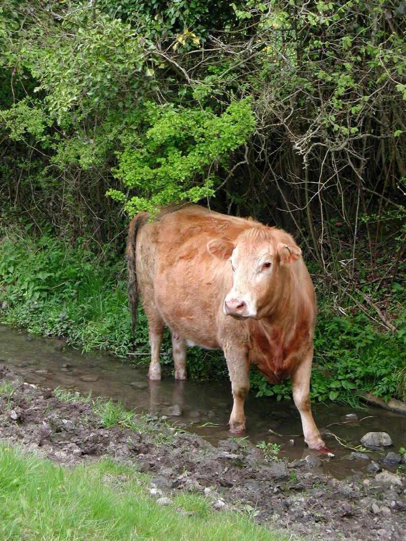 06 - Cow in Wicklow.jpg