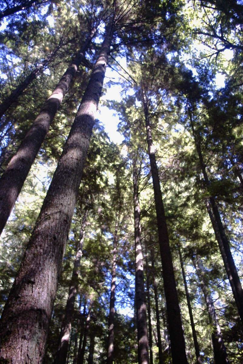 hiking near lynn valley.jpg