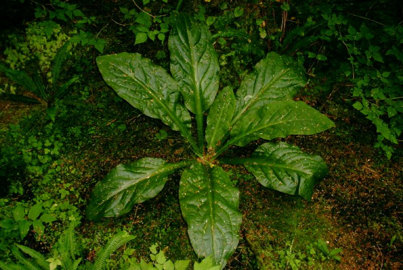 11 - Skunk Cabbage.jpg