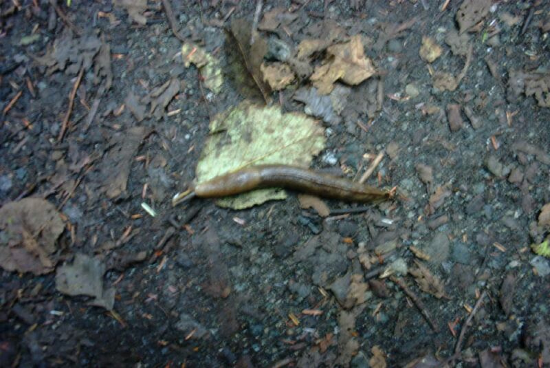 17 - Large Slug.jpg