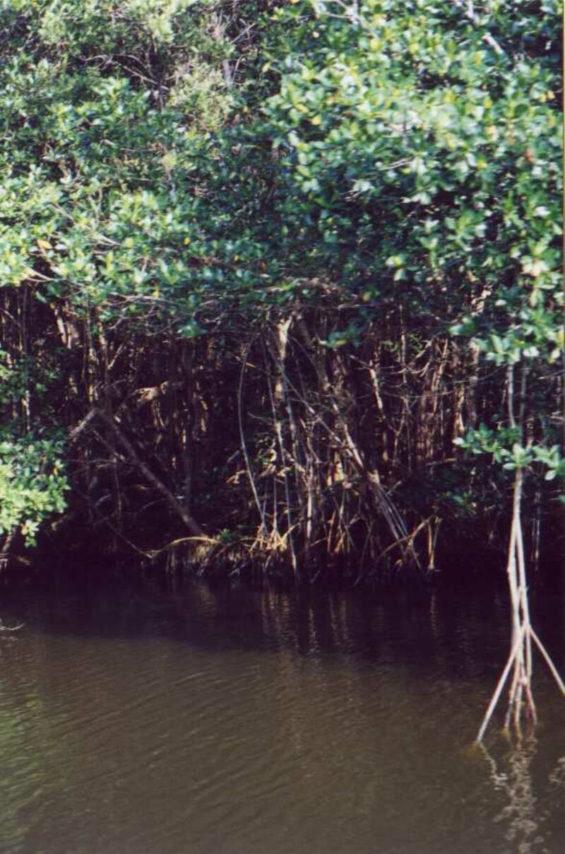 mangrove_v.jpg